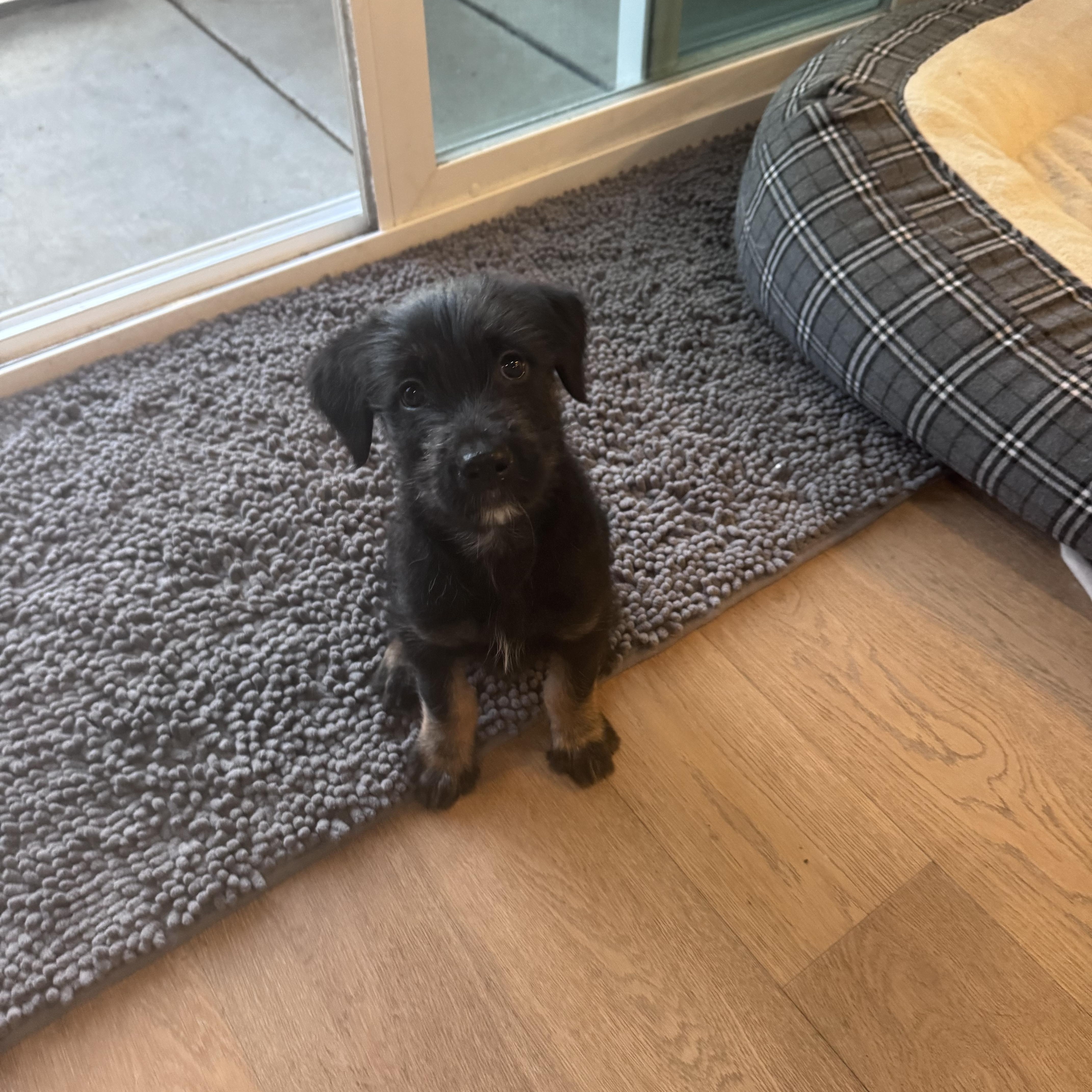 Enlarge Sprocket (Motocross litter), a Adoptable mixed breed in San Diego, CA image 4/5