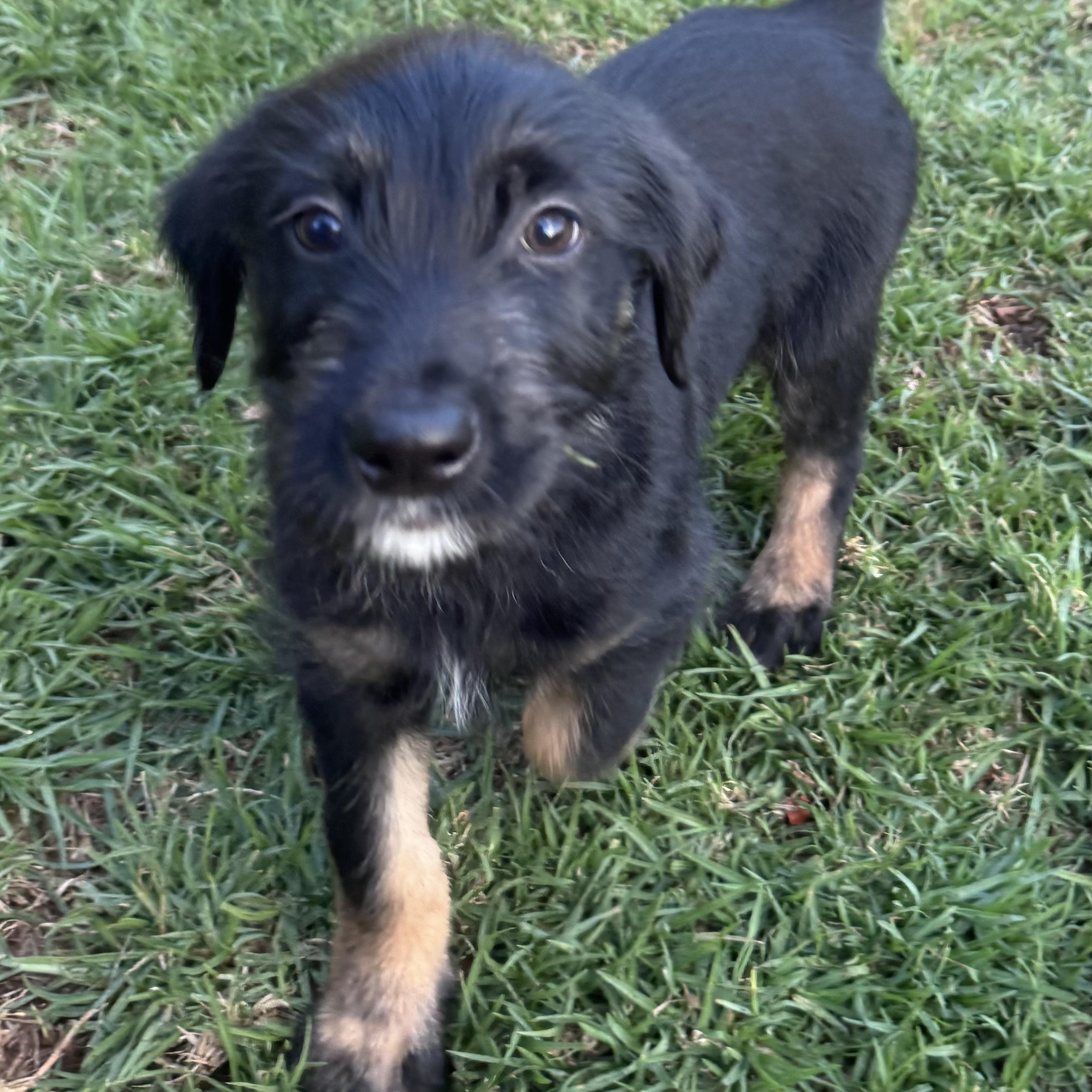 Sprocket (Motocross litter), Adoptable, Puppy Male Schnoodle.