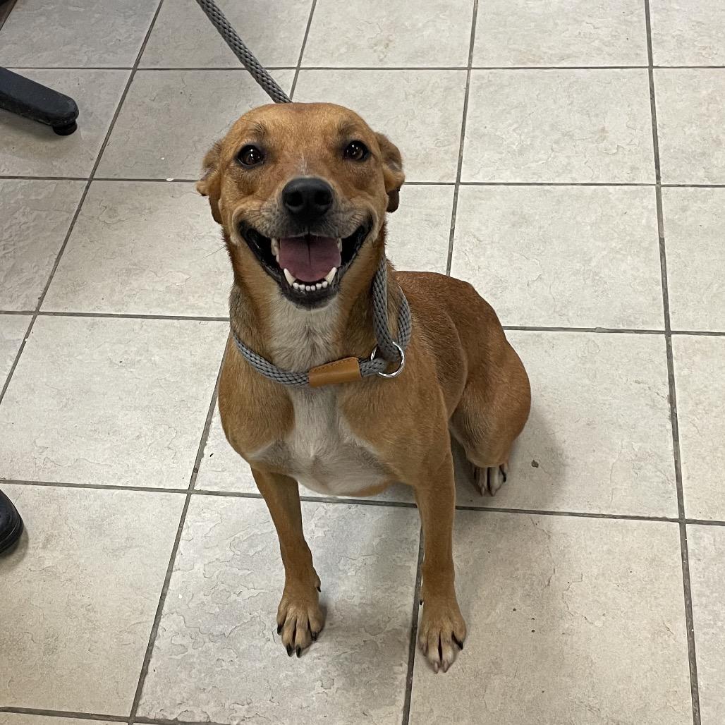 Enlarge Katara, a Adoptable Mixed Breed in Binghamton, NY image 2/6