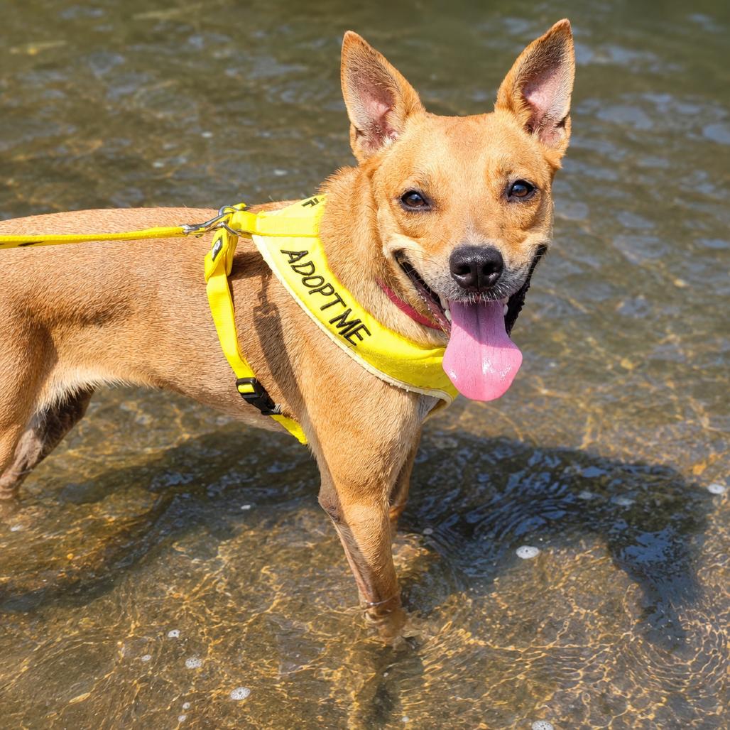 Enlarge Katara, a Adoptable Mixed Breed in Binghamton, NY image 4/6