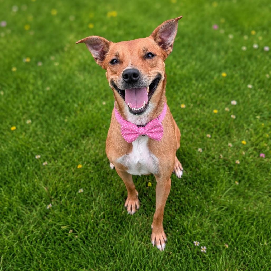 Enlarge Katara, a Adoptable Mixed Breed in Binghamton, NY image 5/6