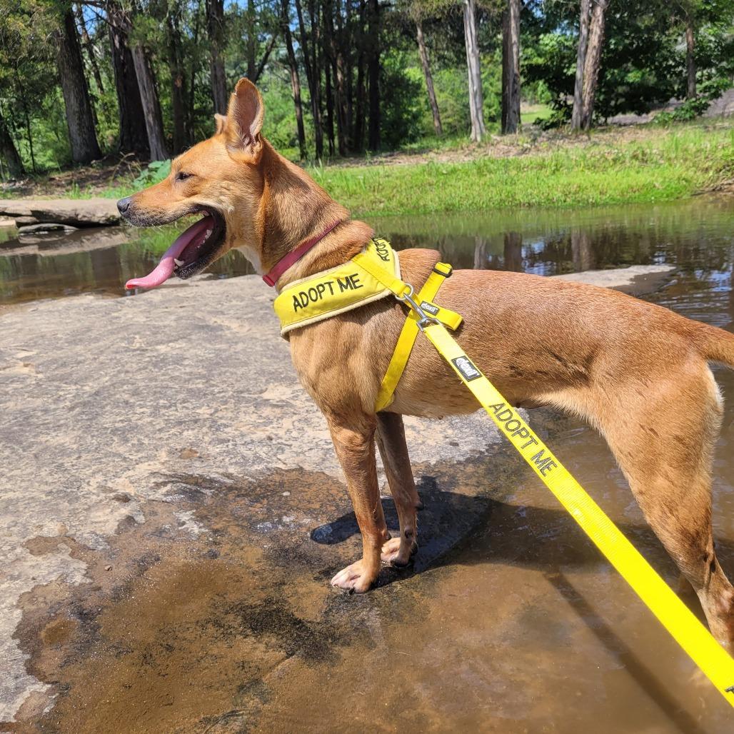 Enlarge Katara, a Adoptable Mixed Breed in Binghamton, NY image 6/6