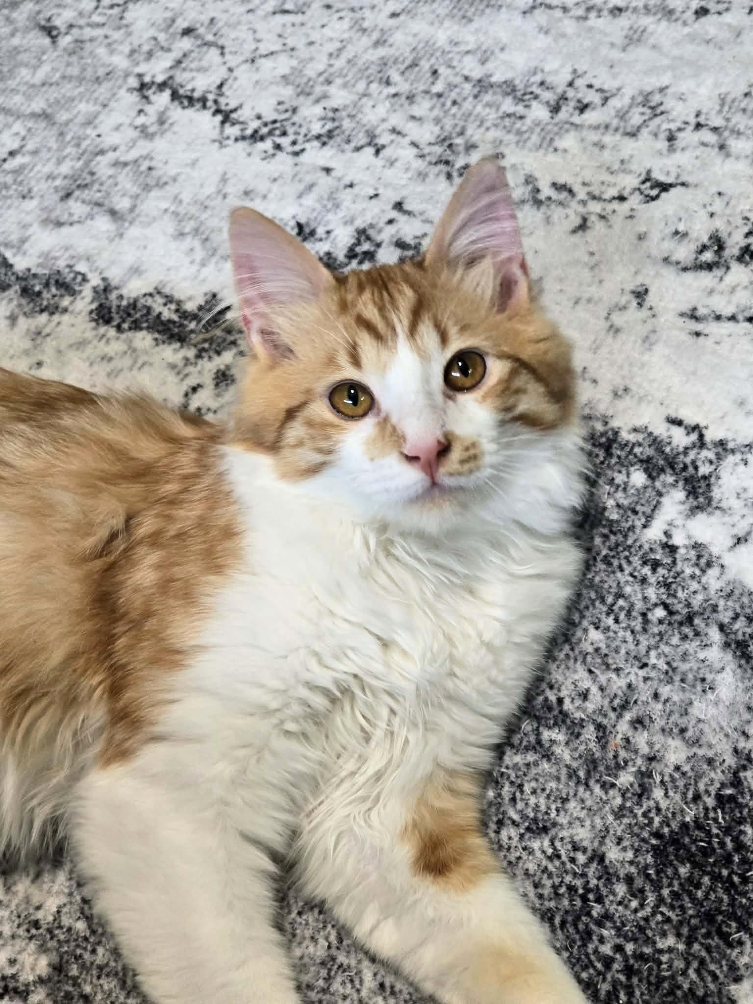 Mango, adopted, Kitten Male Domestic Long Hair.