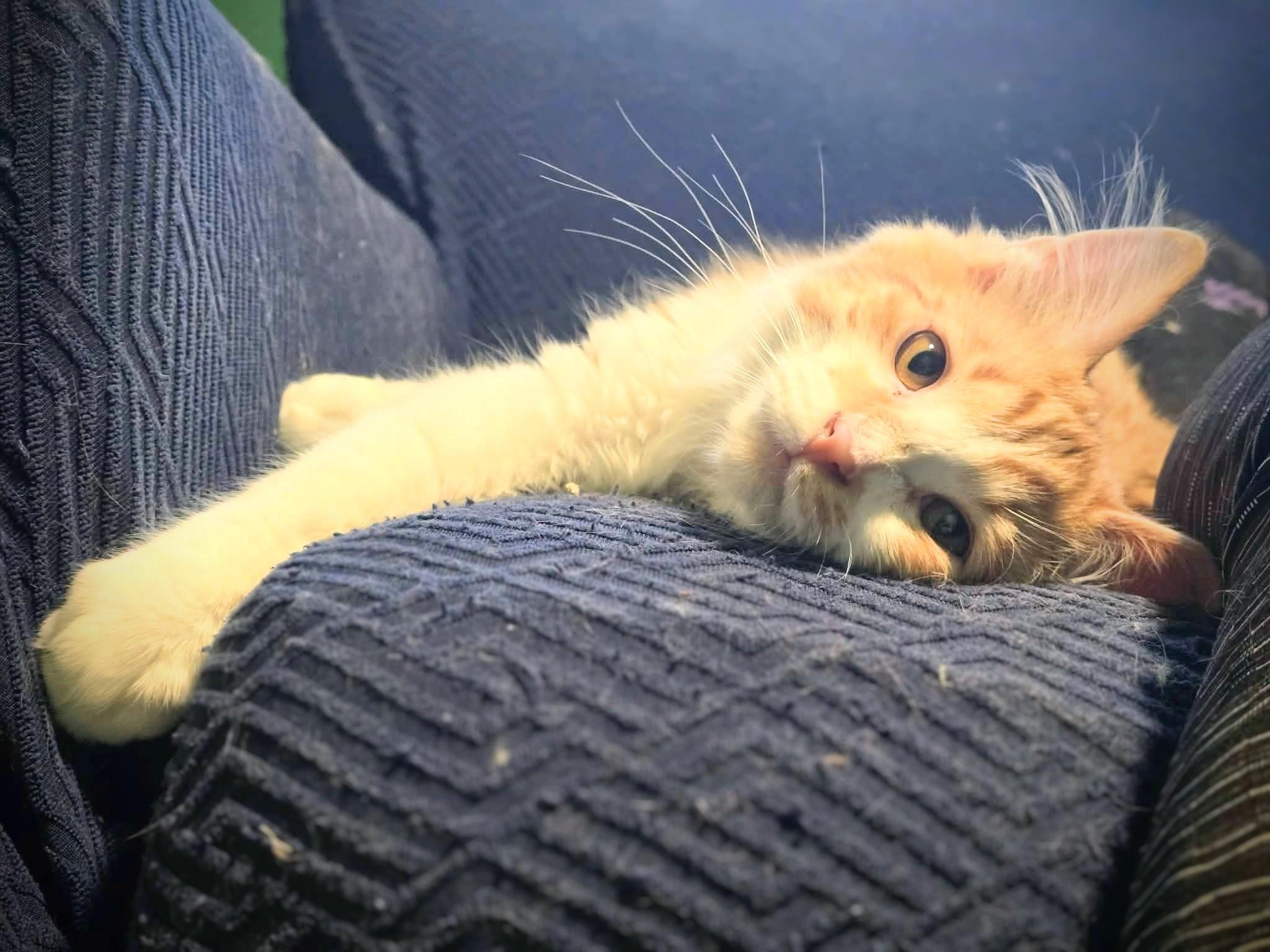 Enlarge Mango, an adopted mixed breed in West Richland, WA image 3/3