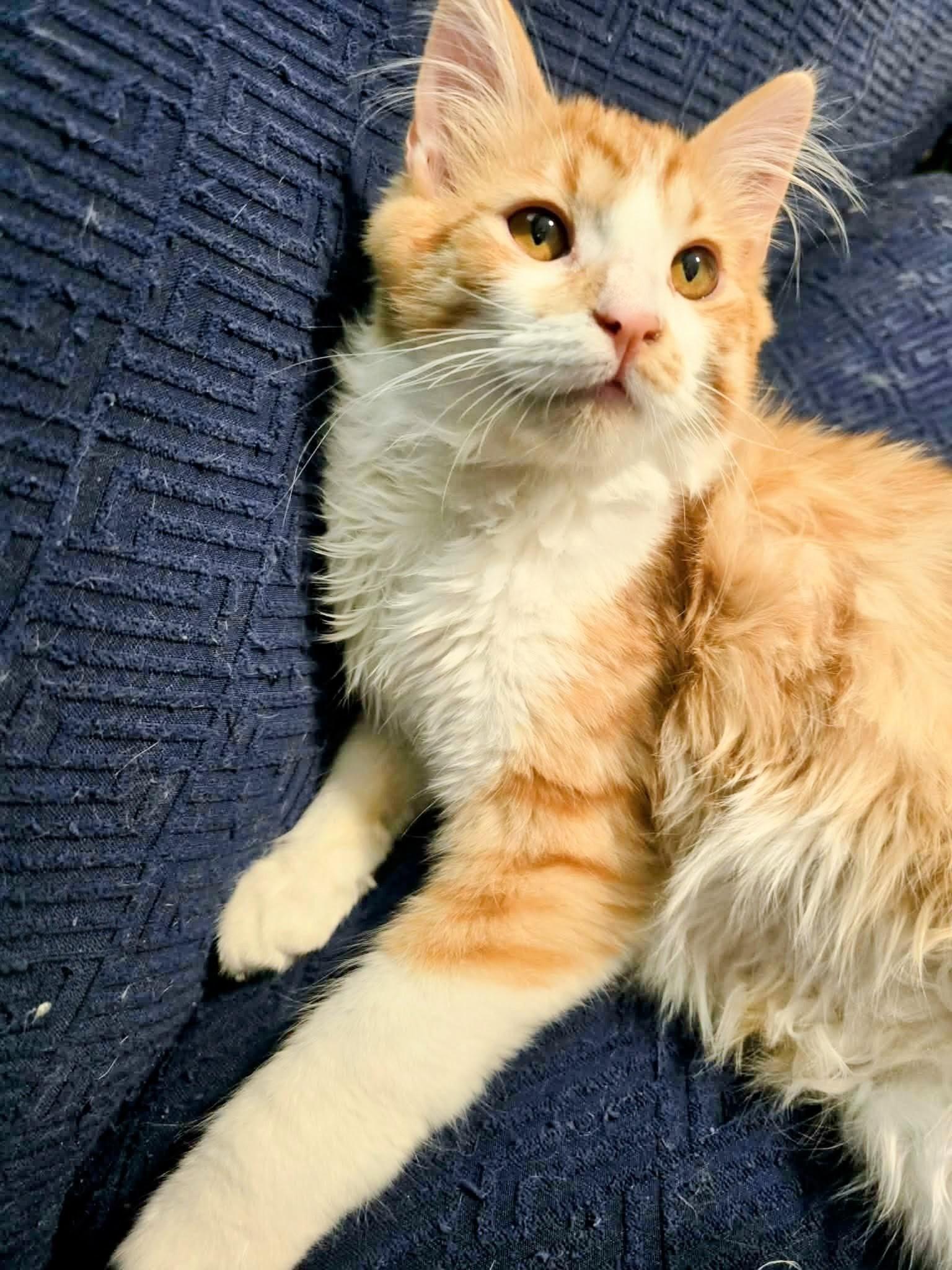 Enlarge Mango, an adopted mixed breed in West Richland, WA image 2/3