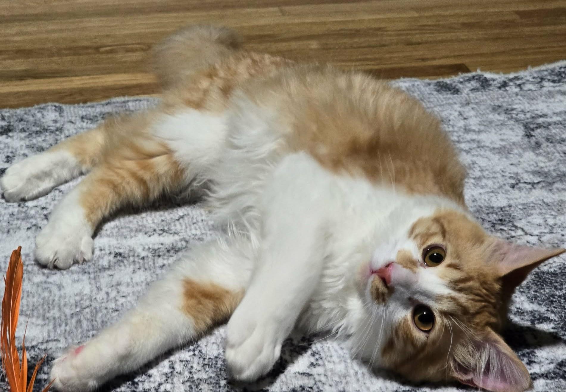 Enlarge Mango, an adoptable mixed breed in West Richland, WA image 4/4