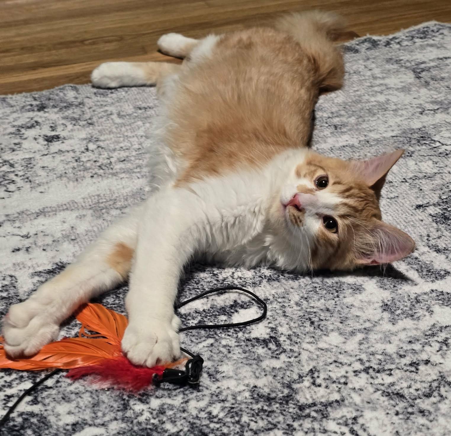 Enlarge Mango, an adoptable mixed breed in West Richland, WA image 2/4