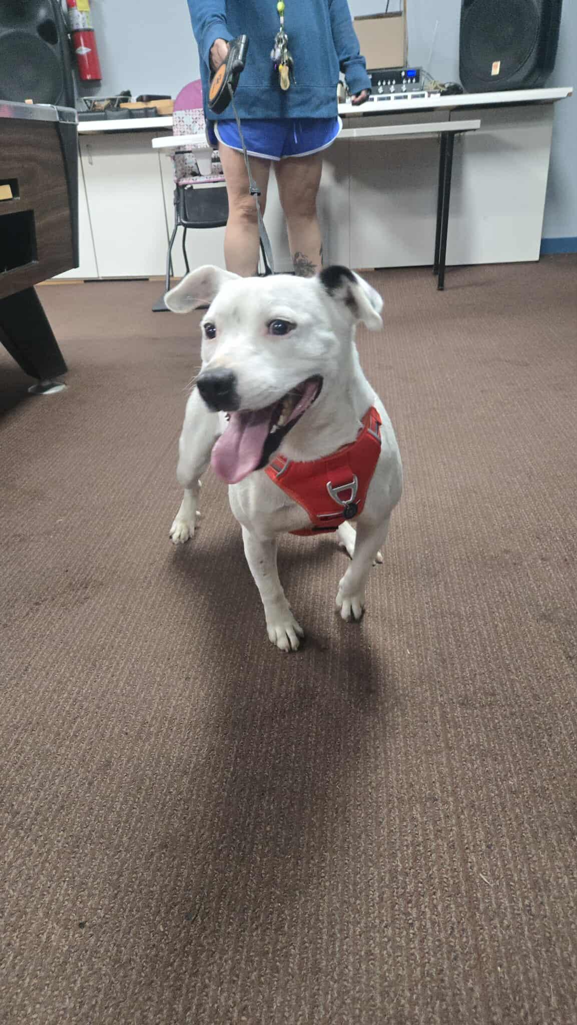 Twinkie, a Adoptable mixed breed in Windsor, MO image 3/6