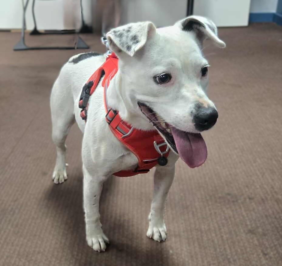 Twinkie, a Adoptable mixed breed in Windsor, MO image 1/6