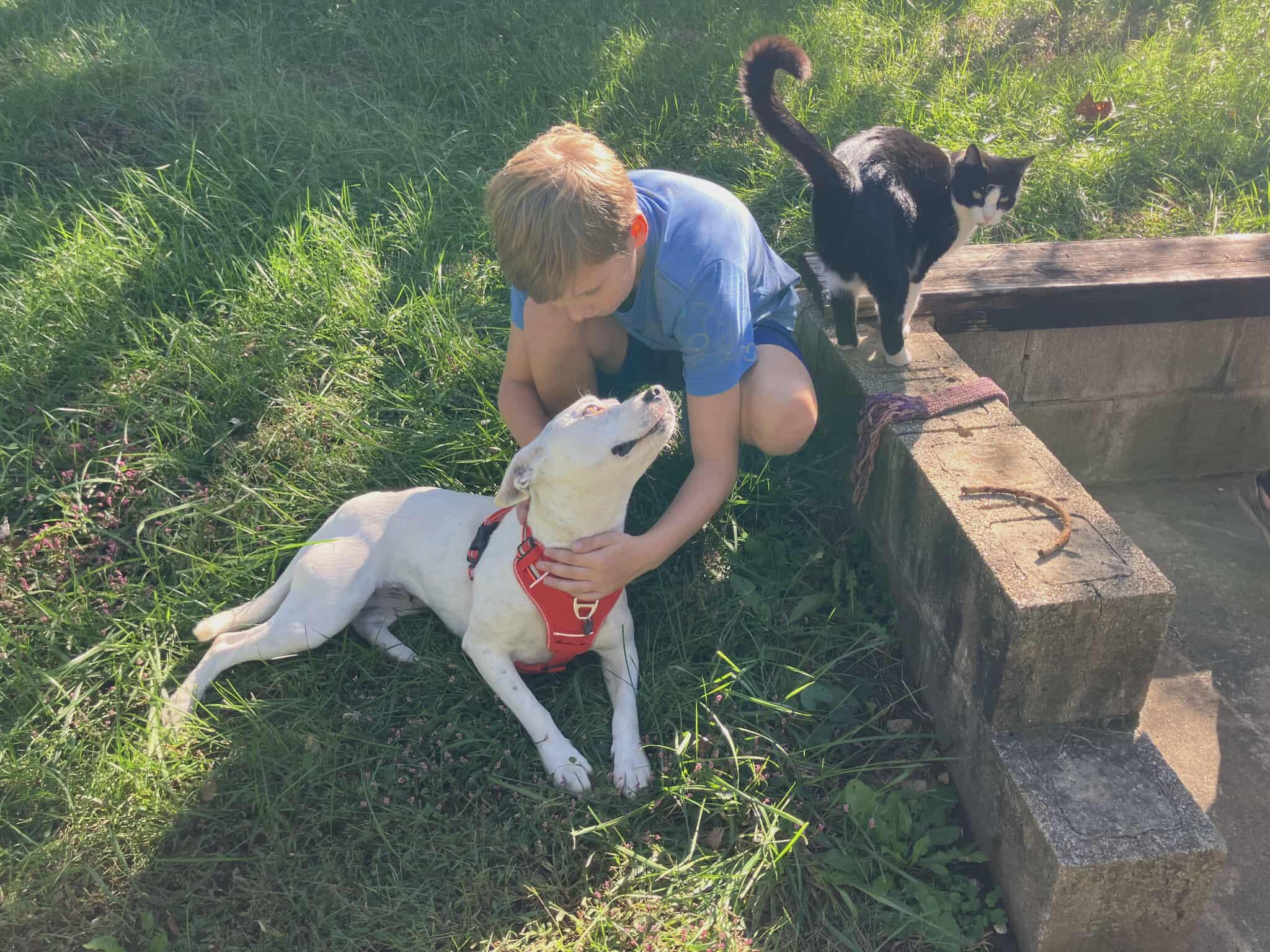 Twinkie, a Adoptable mixed breed in Windsor, MO image 5/6