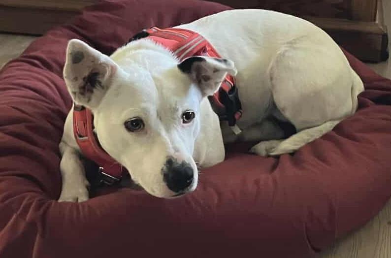 Twinkie, a Adoptable mixed breed in Windsor, MO image 4/6