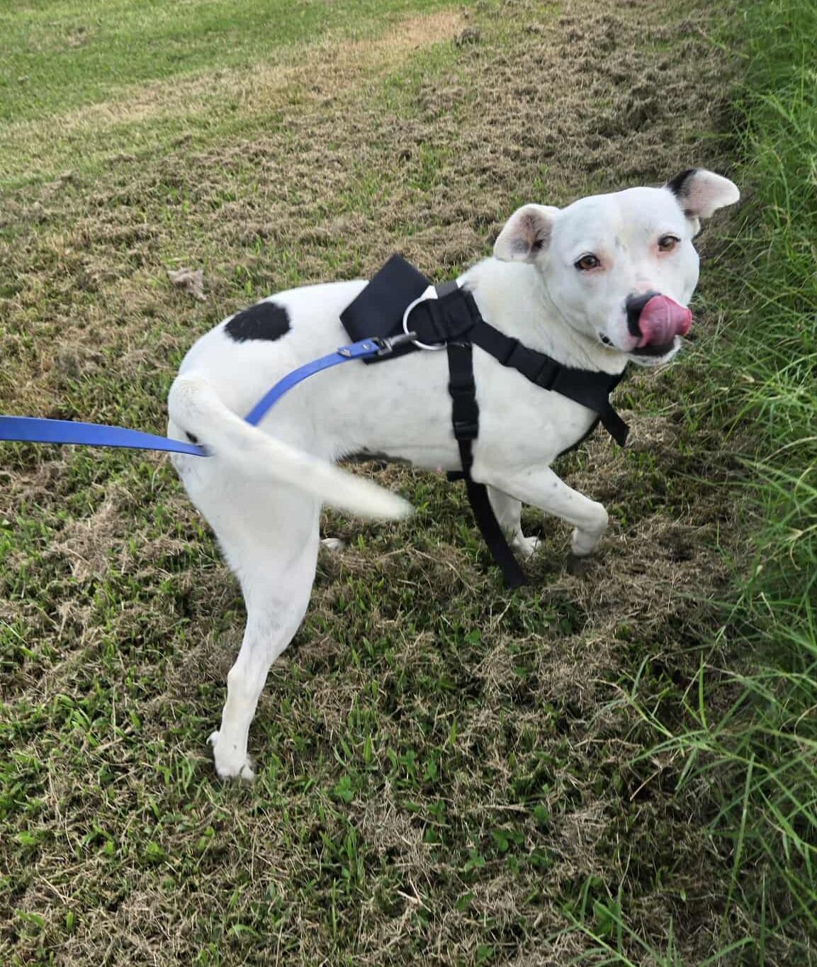 Twinkie, a Adoptable mixed breed in Windsor, MO image 2/6