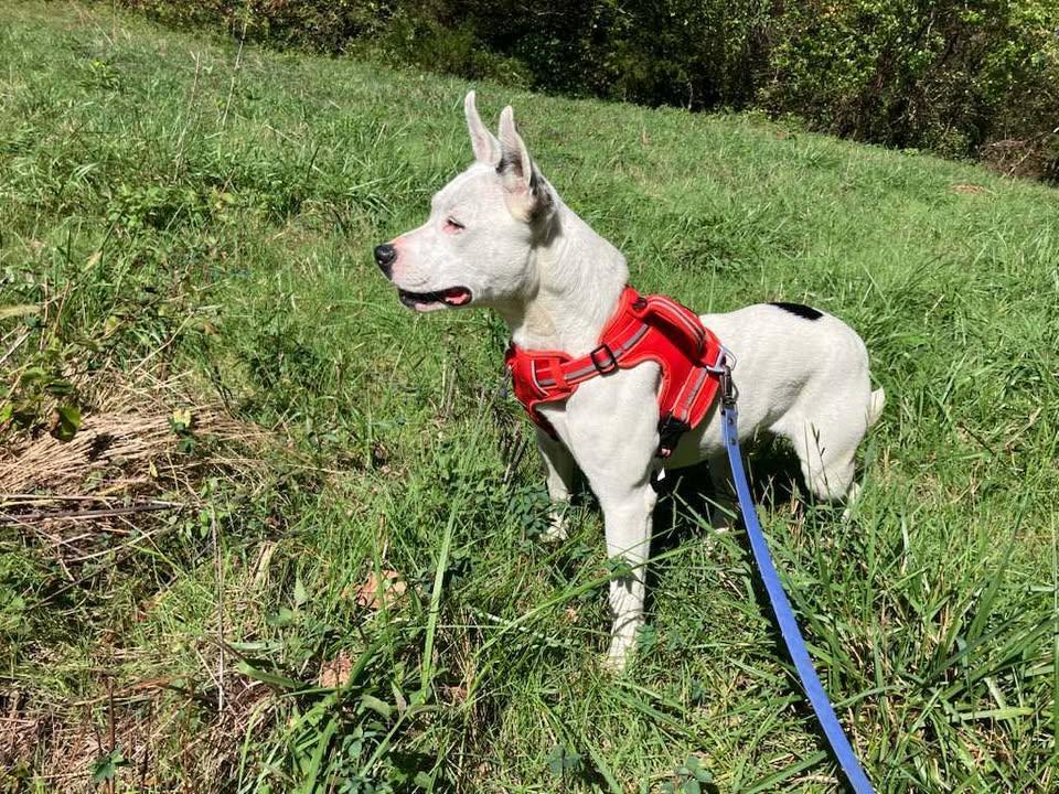 Twinkie, a Adoptable mixed breed in Windsor, MO image 6/6