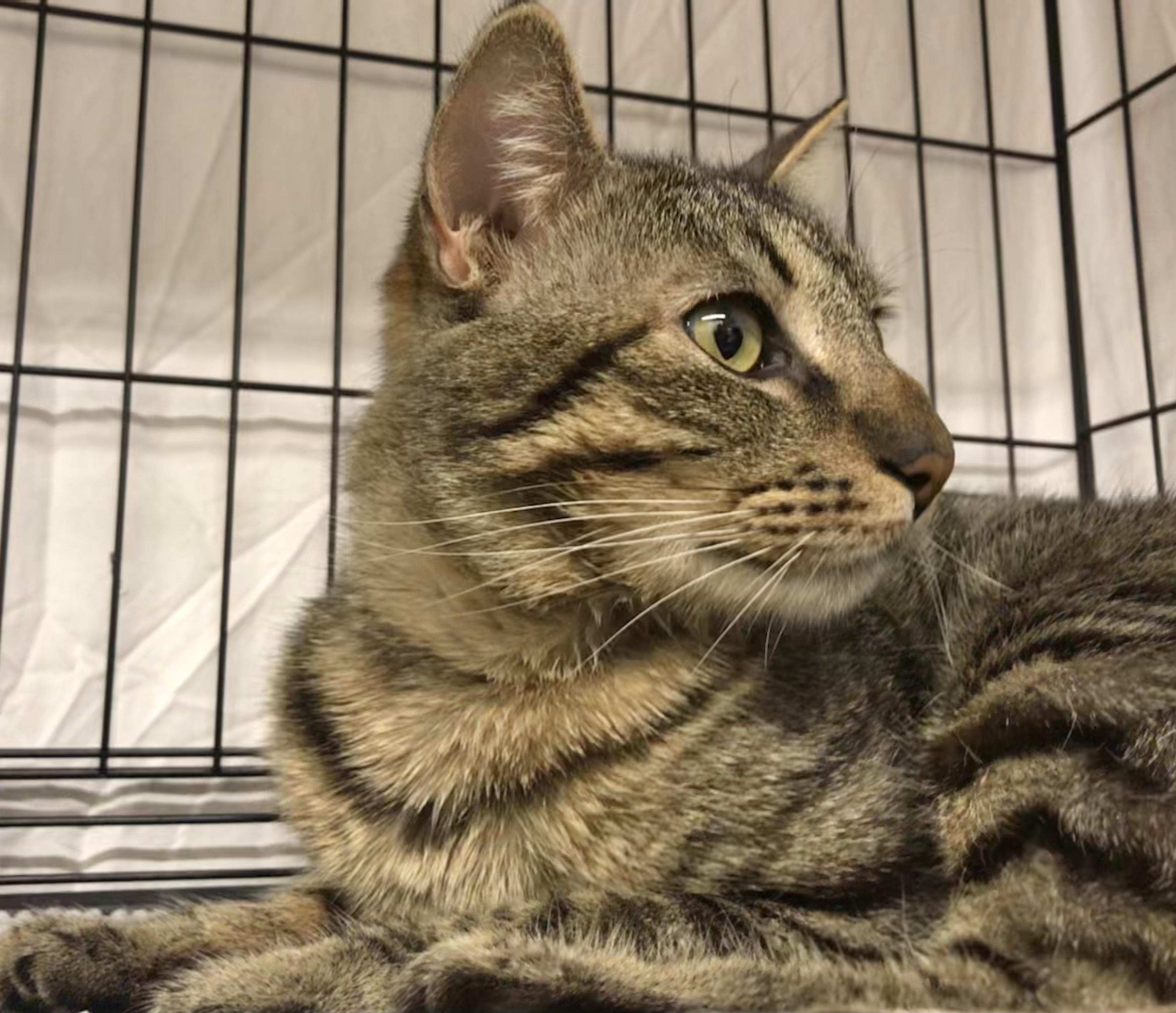 Rebel, Adult Male American Shorthair