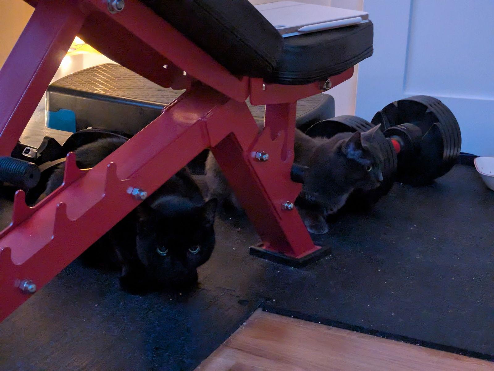 Myers, Adoptable, Young Male Domestic Short Hair.