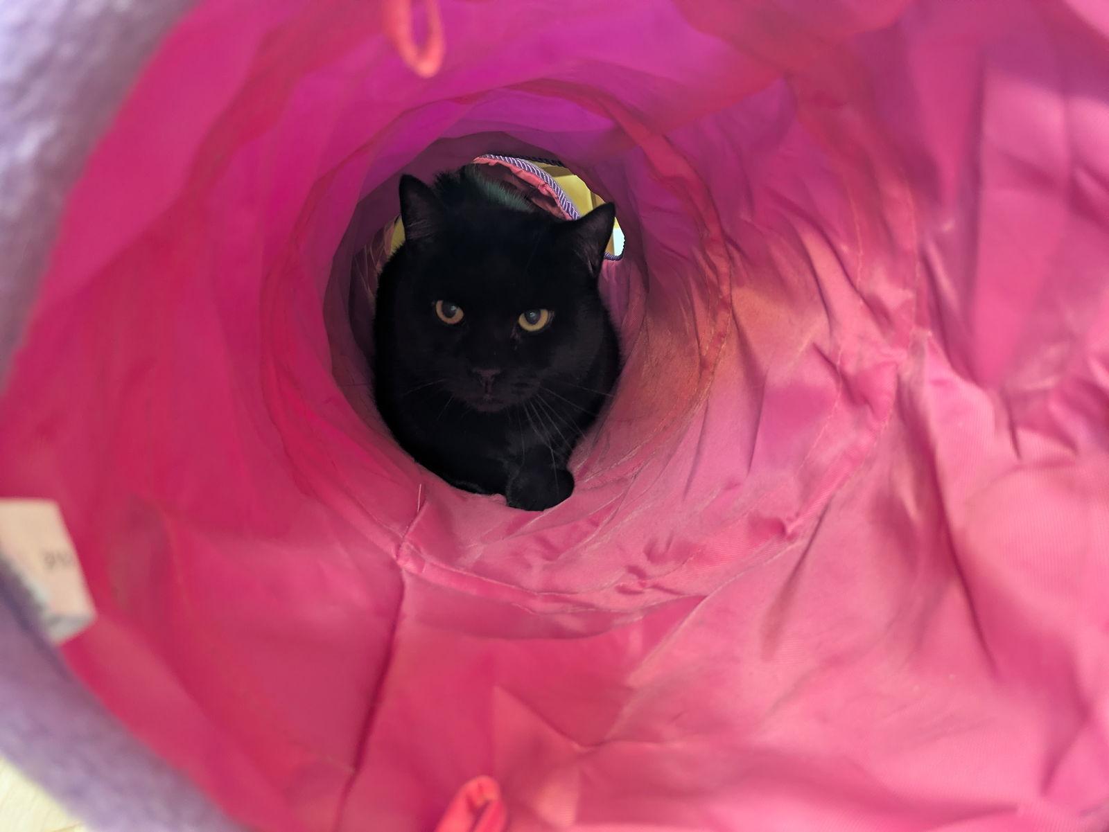 Enlarge Myers, a Adoptable Domestic Short Hair in Somerville, MA image 2/3