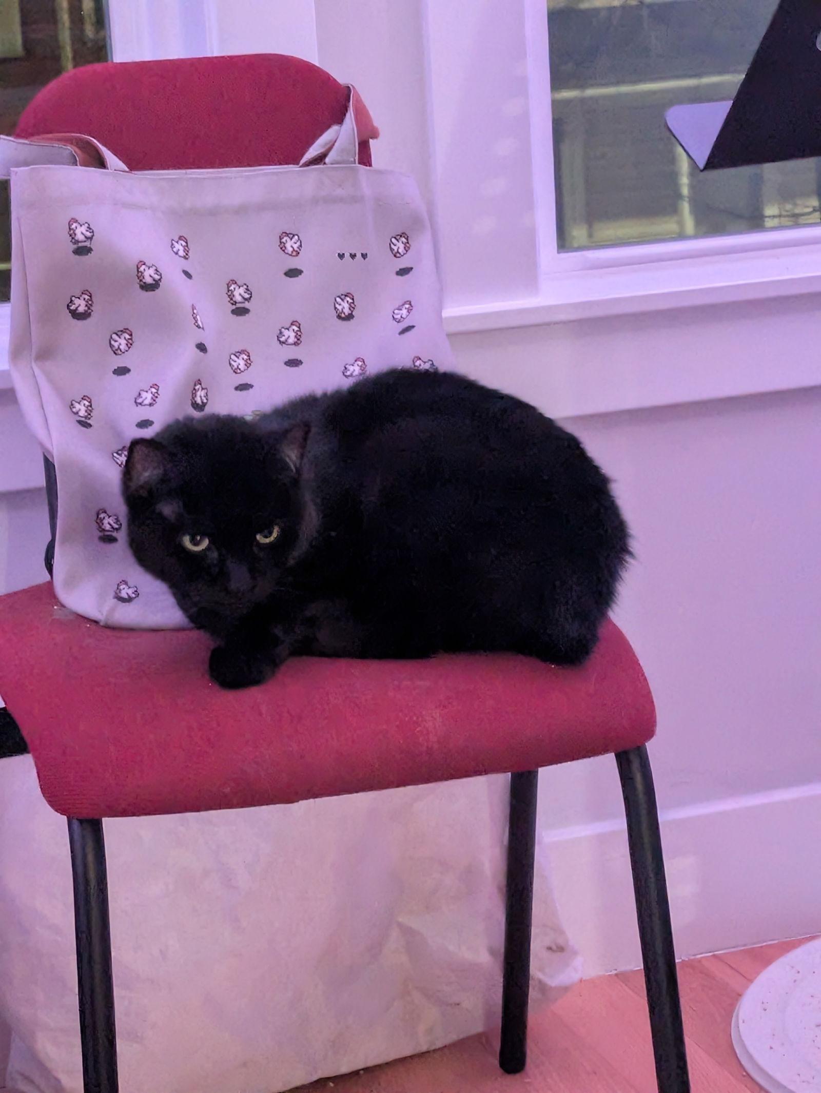 Enlarge Myers, a Adoptable Domestic Short Hair in Somerville, MA image 3/3