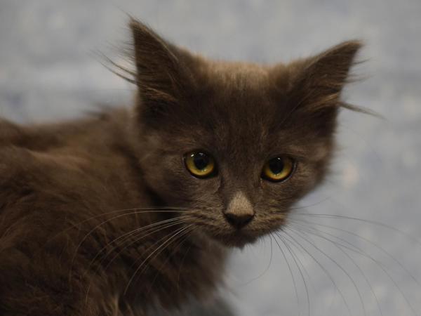Moss, Adoptable, Kitten Female Domestic Medium Hair.
