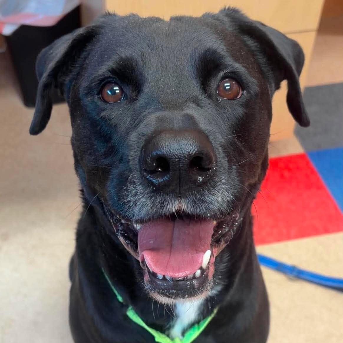 Enlarge Marsh, a ADOPTABLE Labrador Retriever in Valparaiso, IN image 1/1
