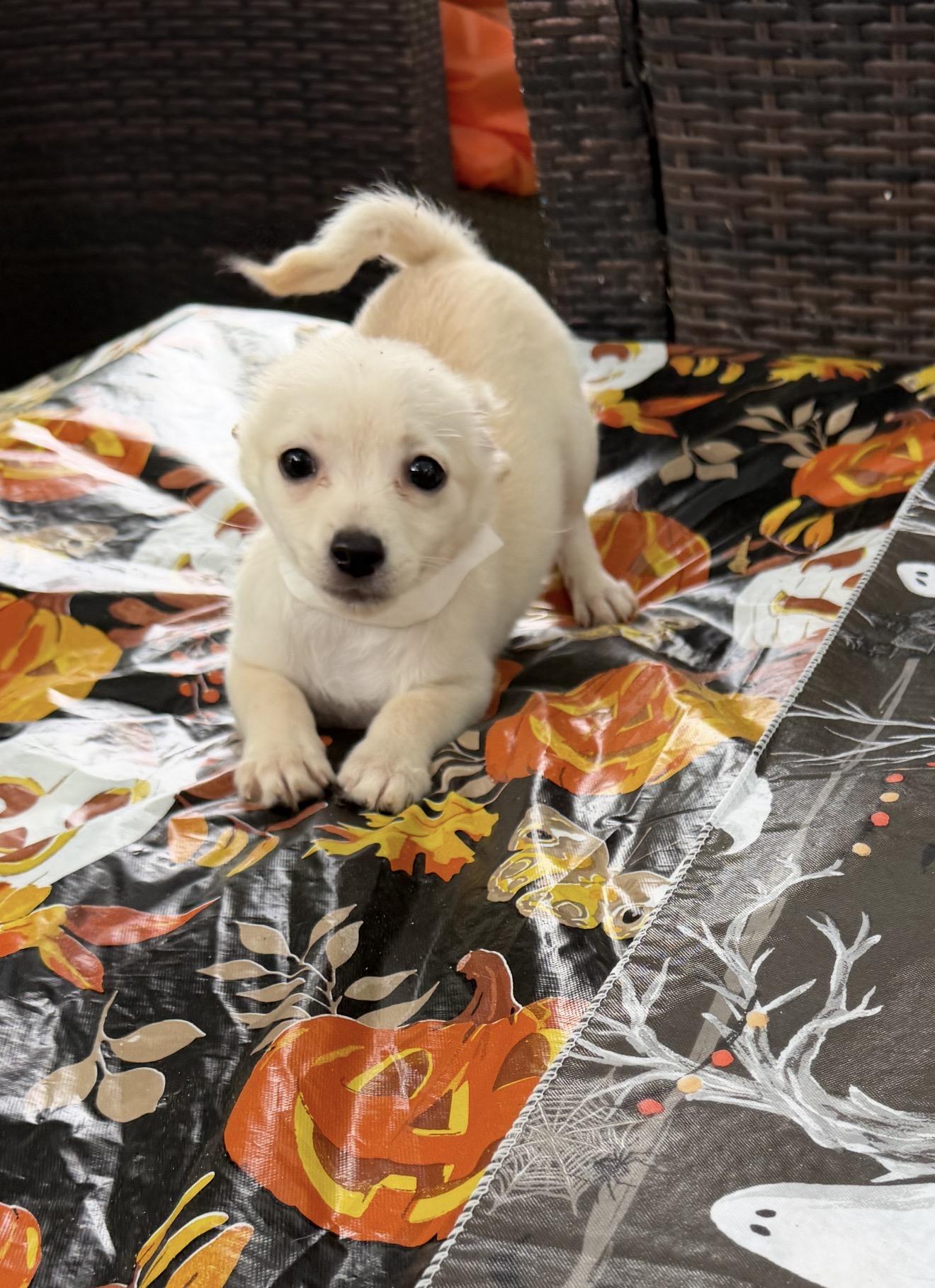 Lee lee, Adoptable, Young Female Pomeranian & Chihuahua.