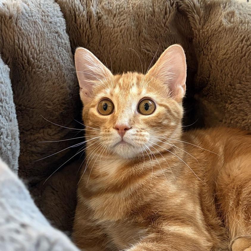 Pumpkin Spice, Adoptable, Kitten Male Domestic Short Hair.