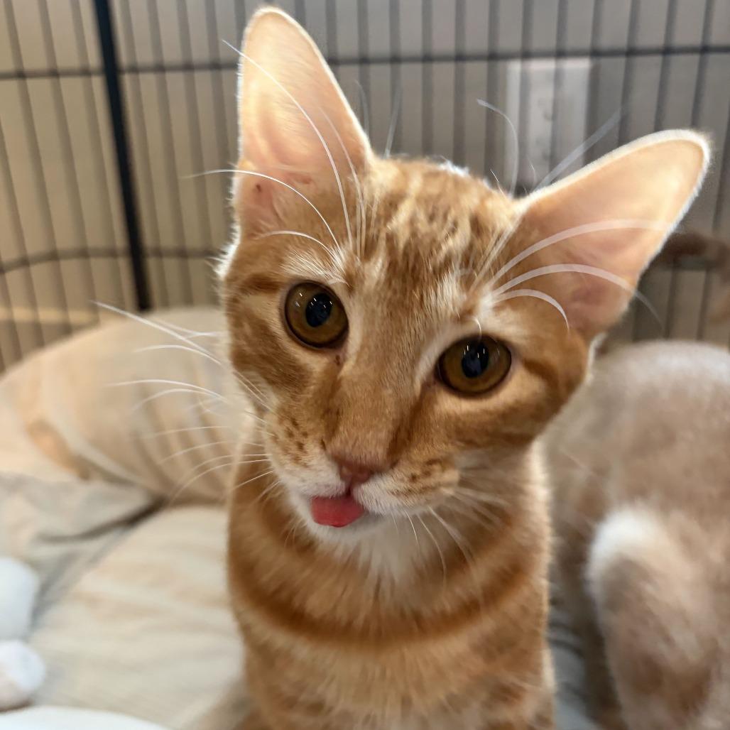 Enlarge Pumpkin Spice, a Adoptable Domestic Short Hair in Louisville, KY image 2/6