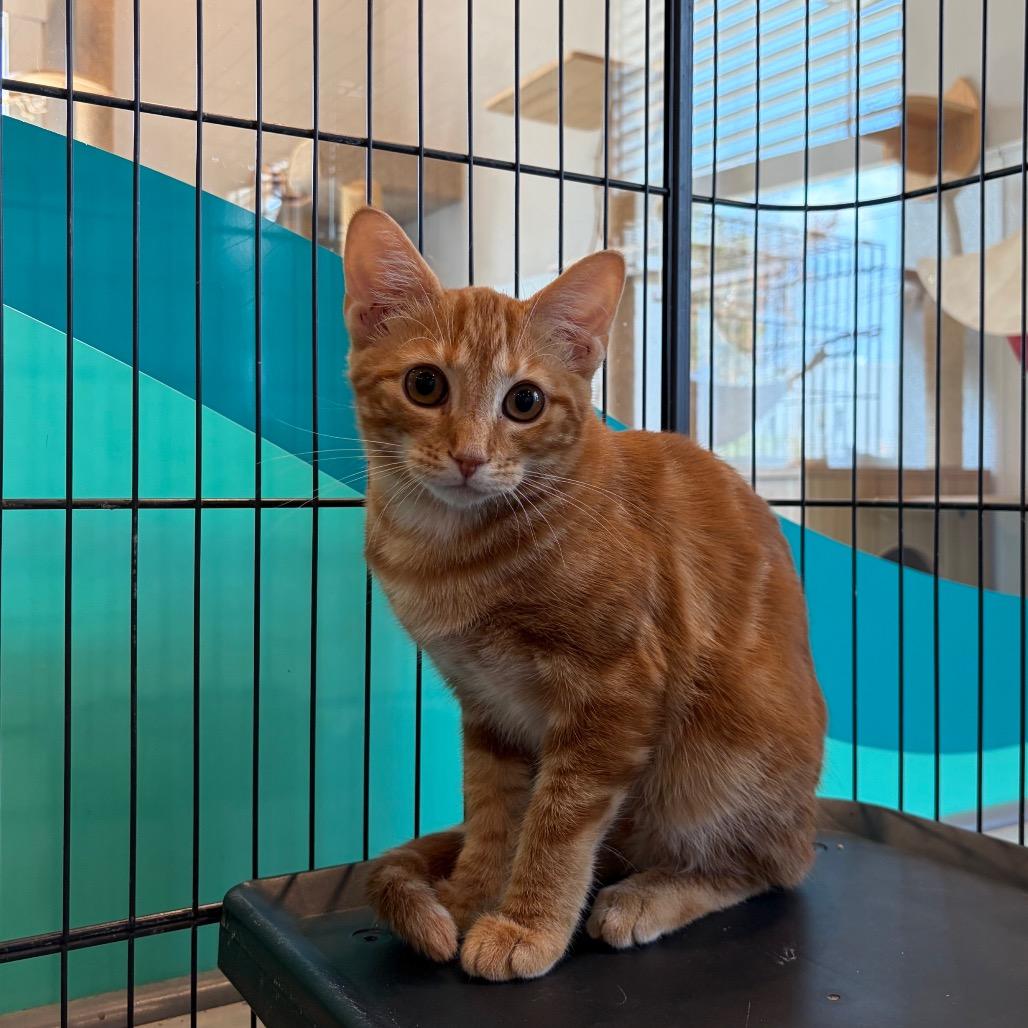 Enlarge Pumpkin Spice, a Adoptable Domestic Short Hair in Louisville, KY image 2/4