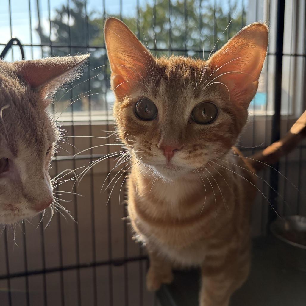 Enlarge Pumpkin Spice, a Adoptable Domestic Short Hair in Louisville, KY image 4/6