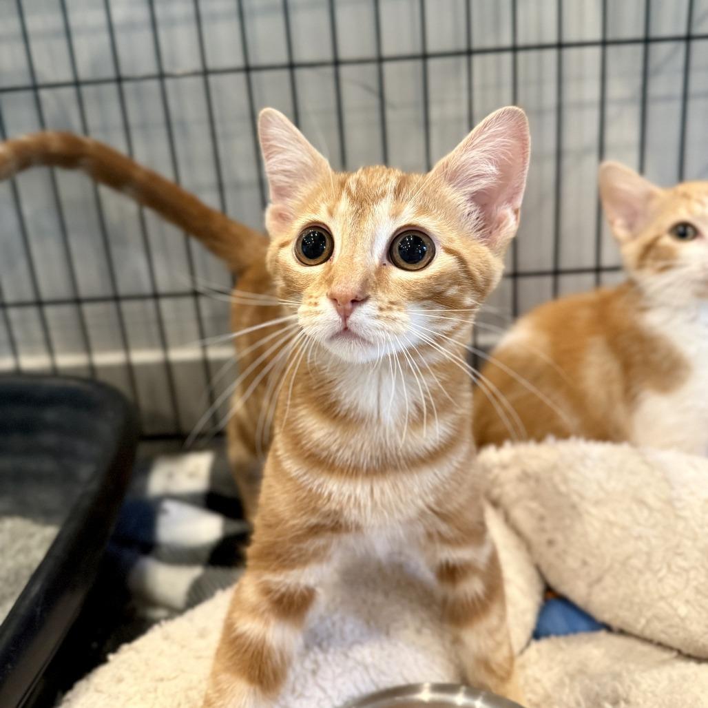 Enlarge Pumpkin Spice, a Adoptable Domestic Short Hair in Louisville, KY image 3/4