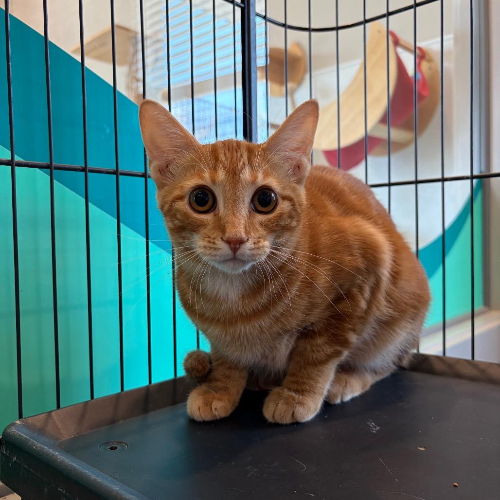Enlarge Pumpkin Spice, a Adoptable Domestic Short Hair in Louisville, KY image 4/4