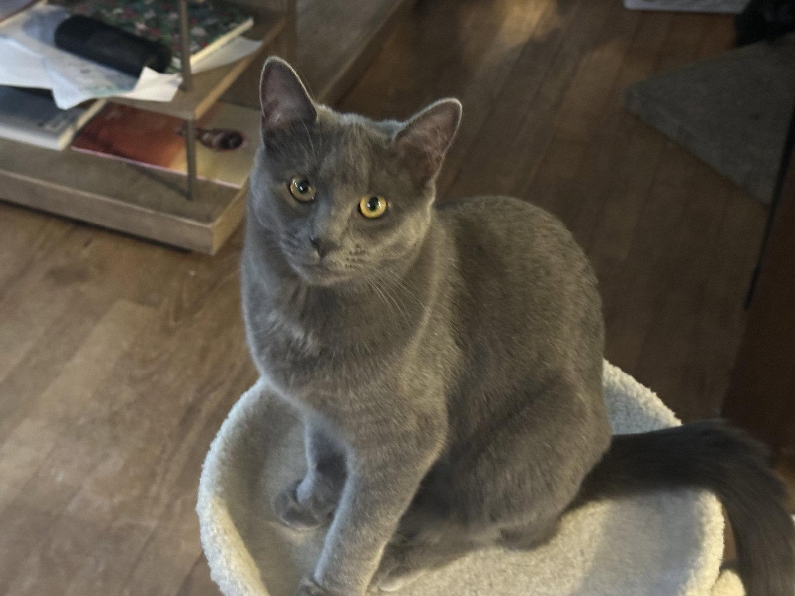 CLEO, a Adoptable Domestic Short Hair in Northfield, OH image 1/3