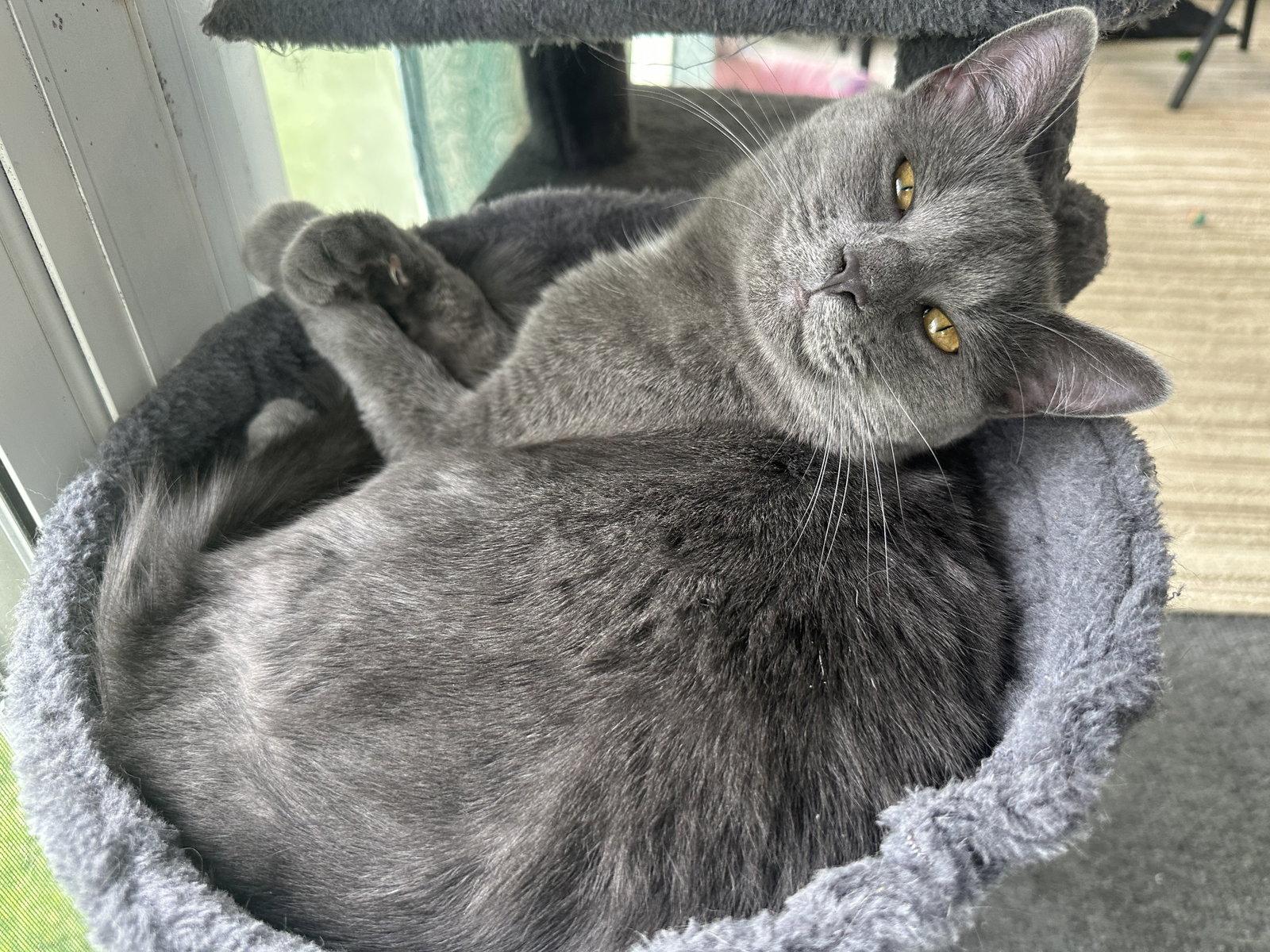 CLEO, a Adoptable Domestic Short Hair in Northfield, OH image 2/3