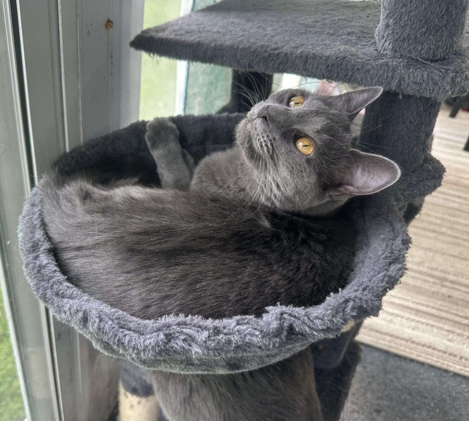 CLEO, a Adoptable Domestic Short Hair in Northfield, OH image 3/3