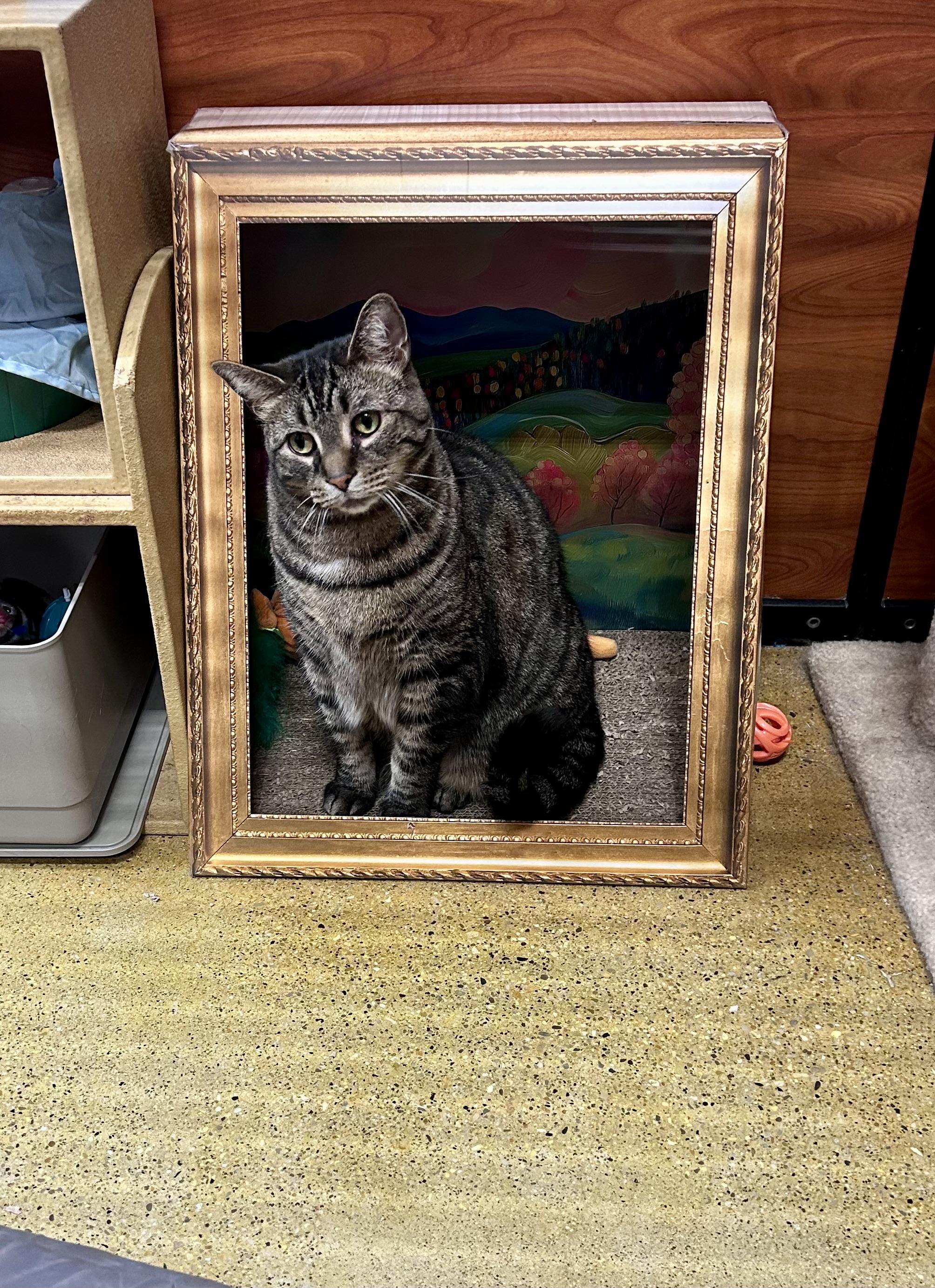 Enlarge Fritz, an adopted Domestic Short Hair in Vernon Hills, IL image 2/4