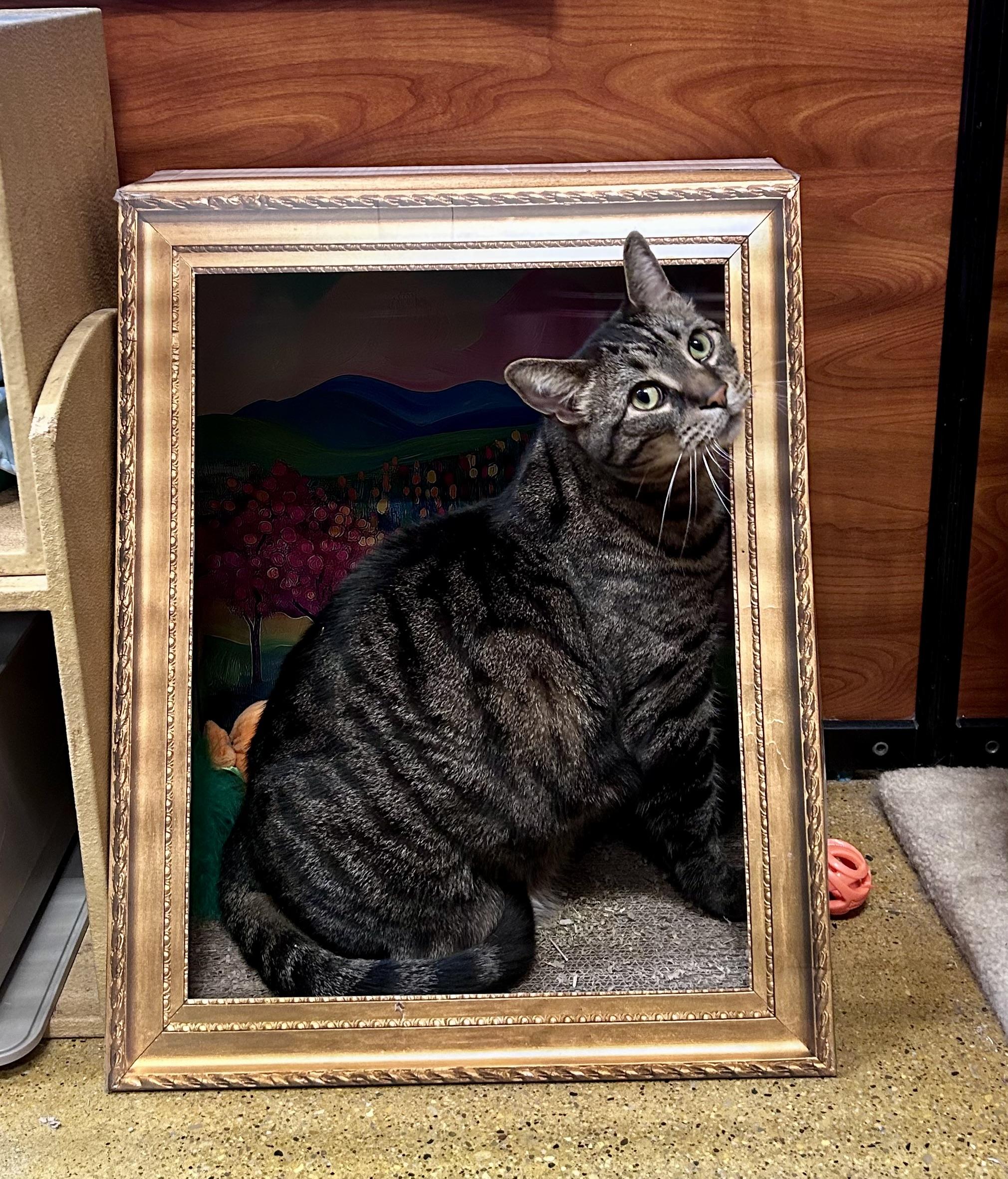 Fritz, adopted, Adult Male Domestic Short Hair.