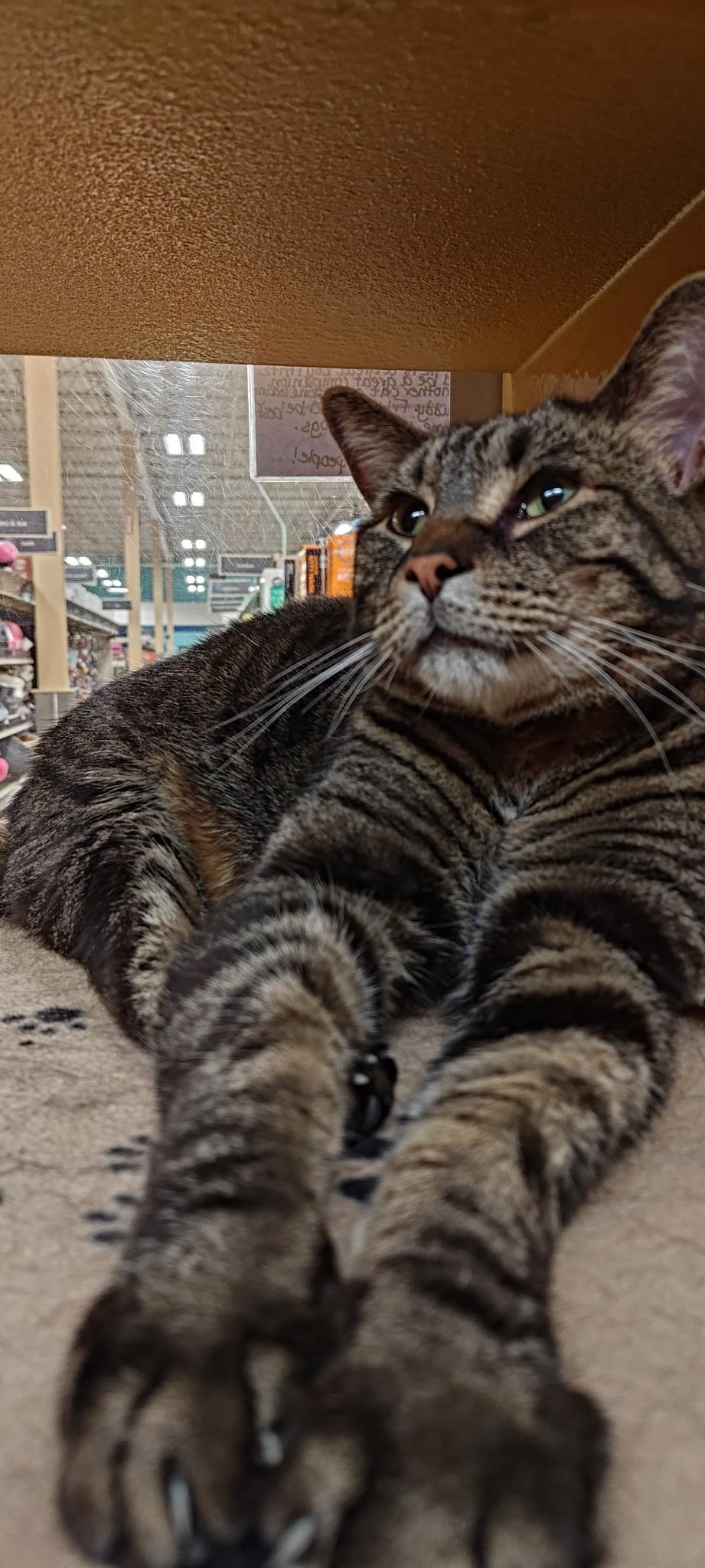 Enlarge Fritz, an adopted Domestic Short Hair in Vernon Hills, IL image 4/4
