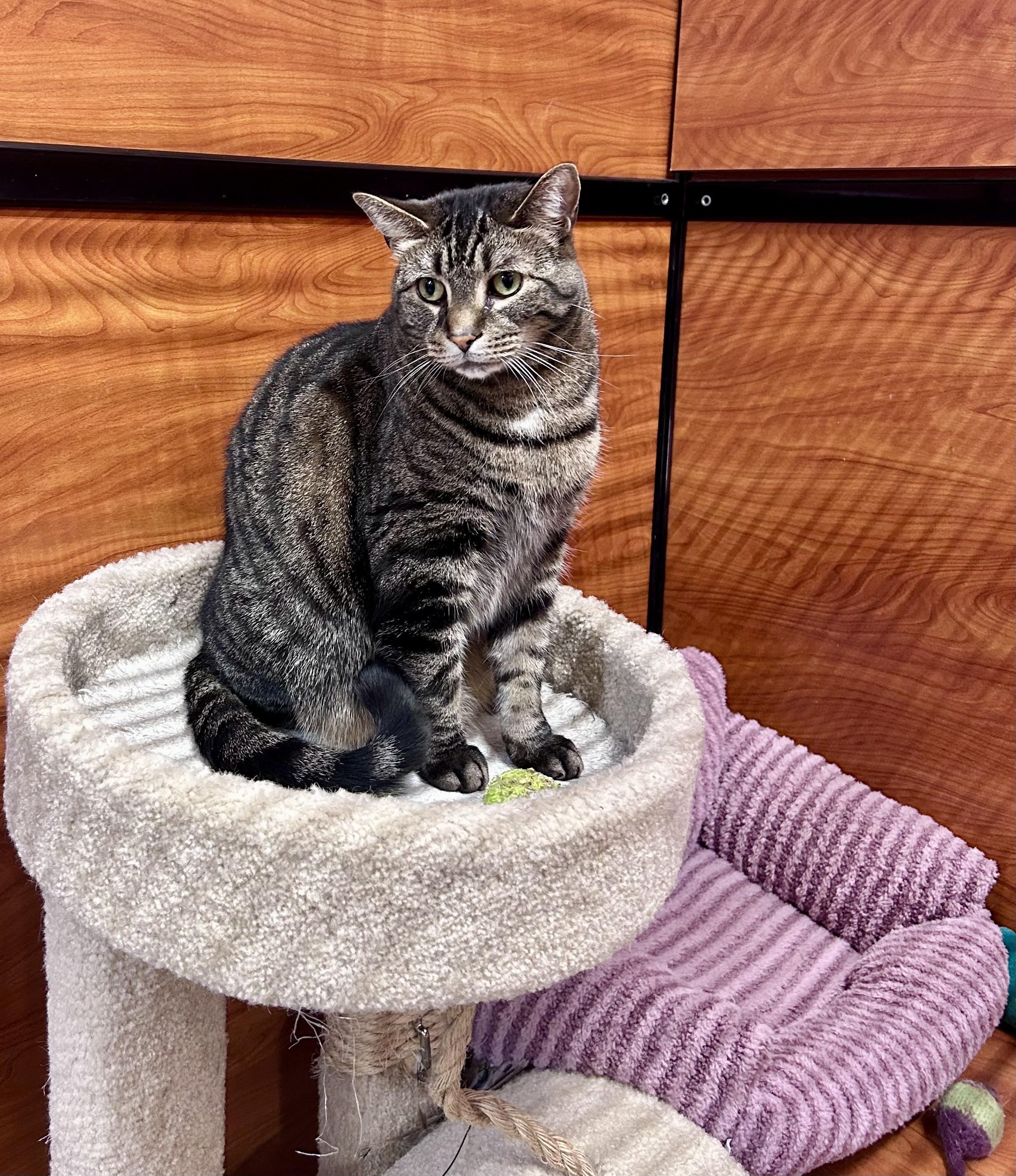 Enlarge Fritz, an adopted Domestic Short Hair in Vernon Hills, IL image 3/4