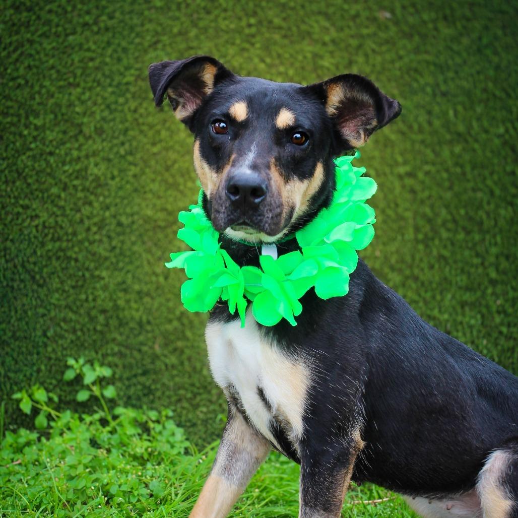 Lizzie — thumbnail 2