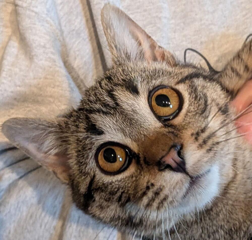 Enlarge Koa, a Adoptable mixed breed in East Greenville, PA image 2/6