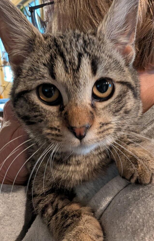Enlarge Koa, a Adoptable mixed breed in East Greenville, PA image 3/6