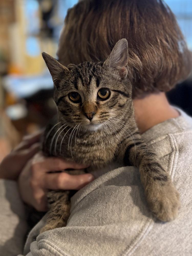 Enlarge Koa, a Adoptable mixed breed in East Greenville, PA image 4/6