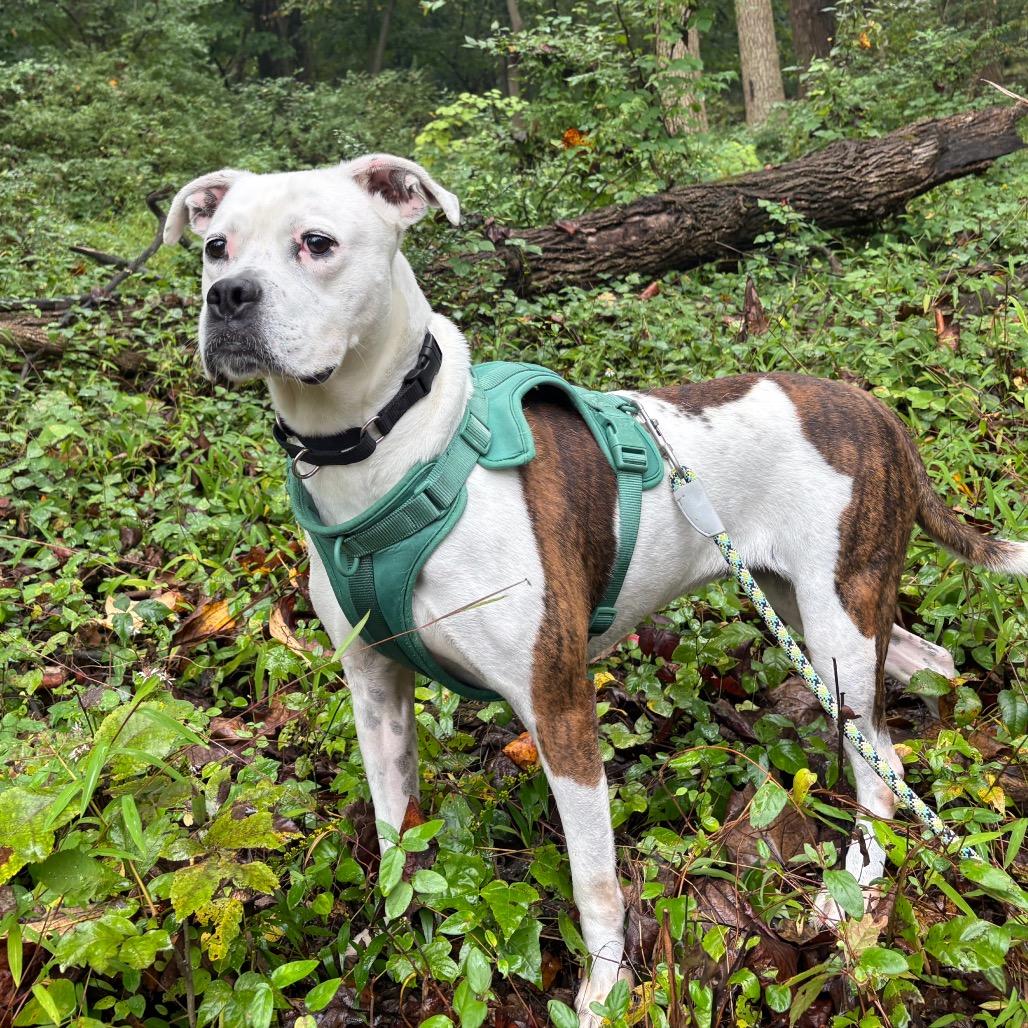 Quinne, Adoptable, Adult Female Boxer.