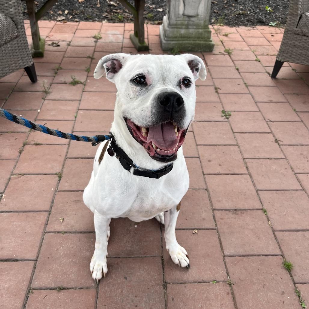 Enlarge Quinne, a Adoptable mixed breed in Birdsboro, PA image 2/5