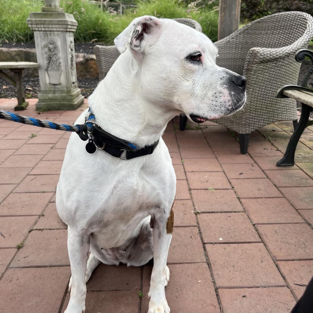 Enlarge Quinne, a Adoptable mixed breed in Birdsboro, PA image 3/5