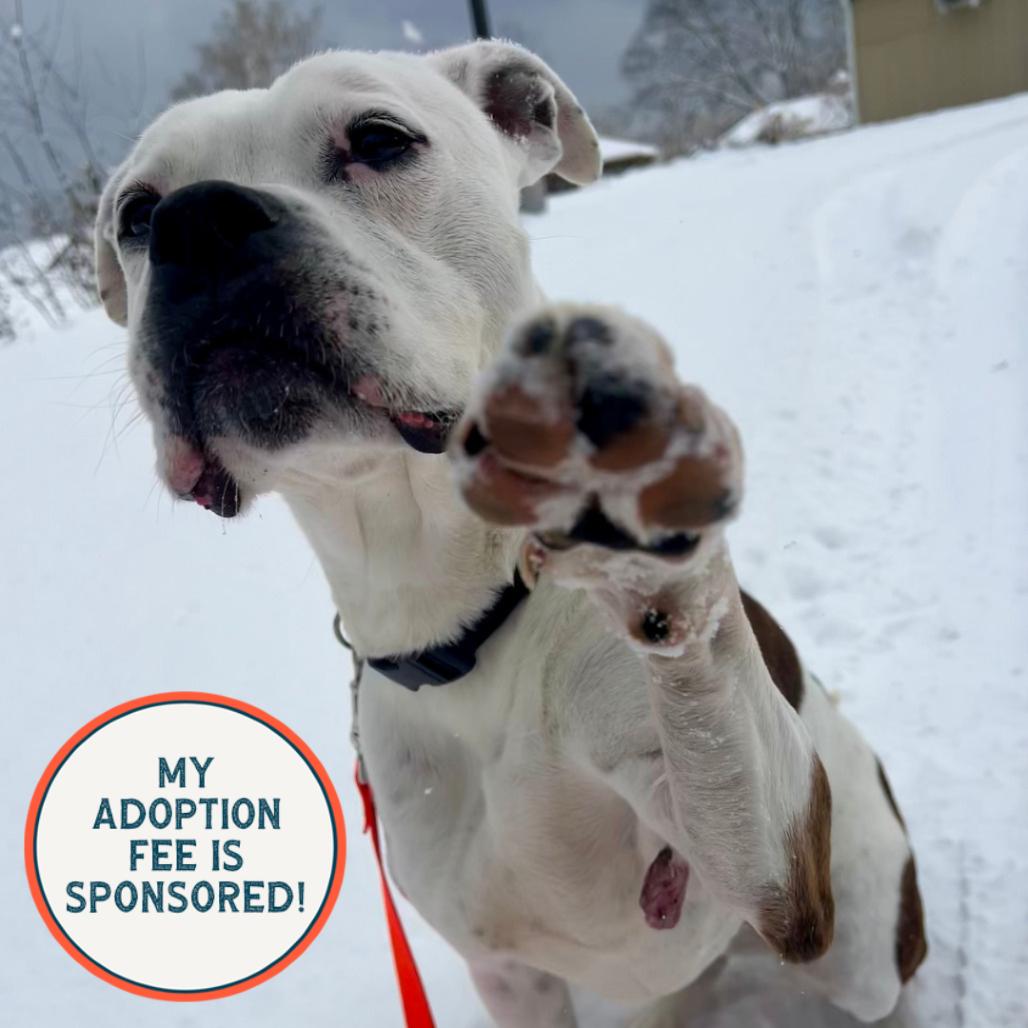 Enlarge Quinne, a Adoptable mixed breed in Birdsboro, PA image 4/5