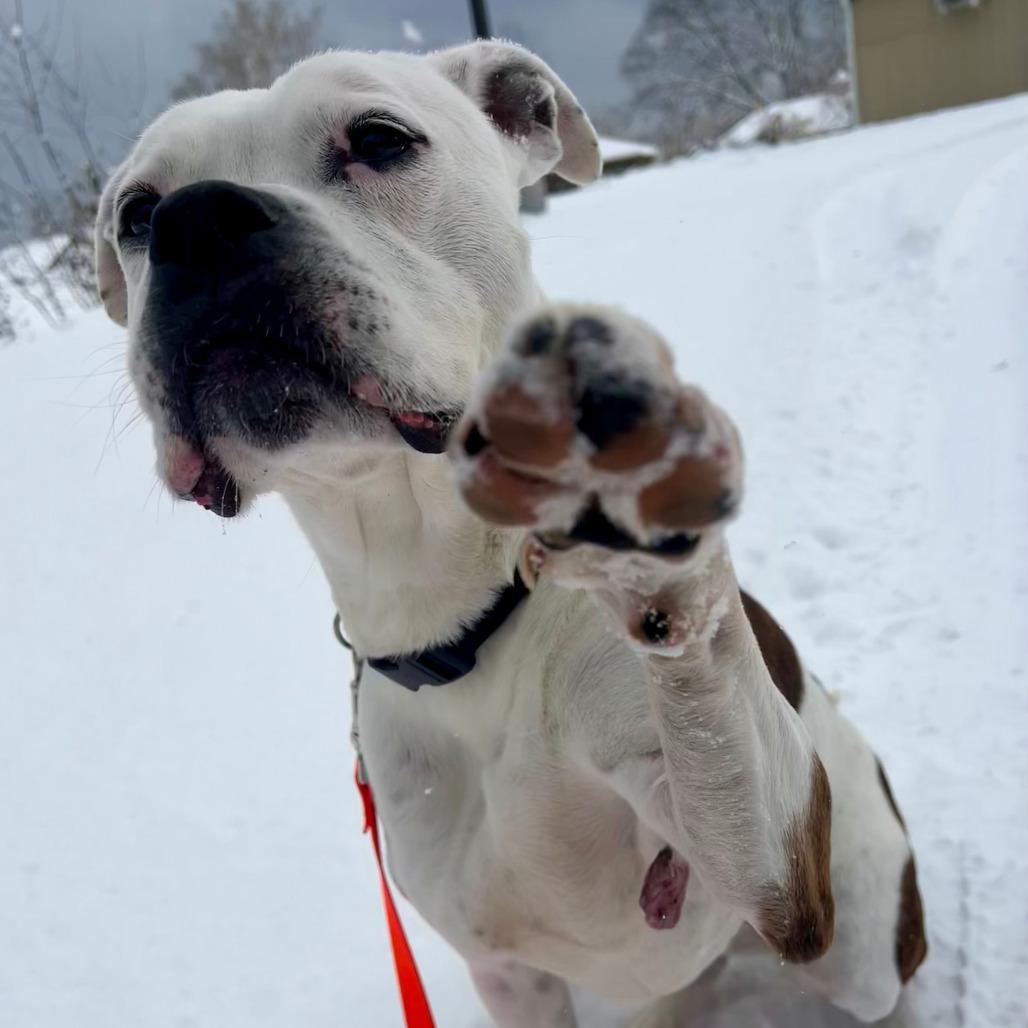 Enlarge Quinne, a Adoptable mixed breed in Birdsboro, PA image 5/5