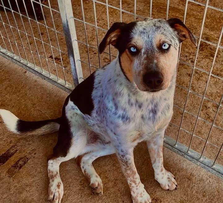 Spur, ADOPTABLE, Adult Male Australian Cattle Dog / Blue Heeler.
