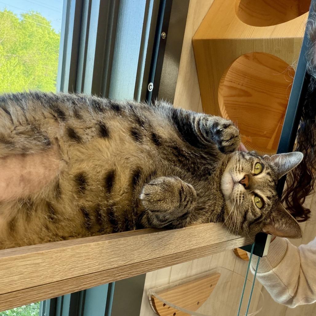 Willow, Adoptable, Adult Female Domestic Short Hair.