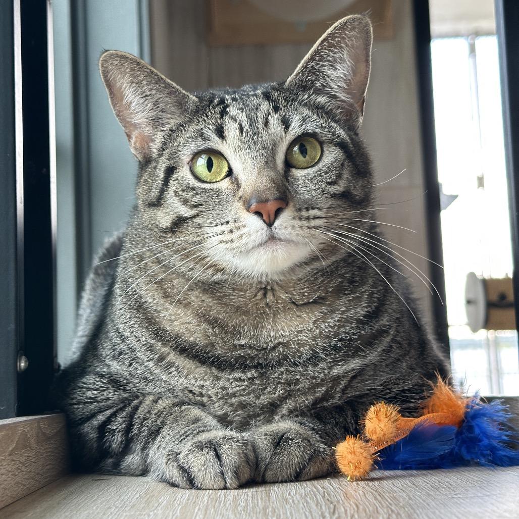 Enlarge Willow, a Adoptable Domestic Short Hair in Franklin, TN image 2/2