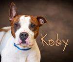 Koby, Adult Male Pit Bull Terrier